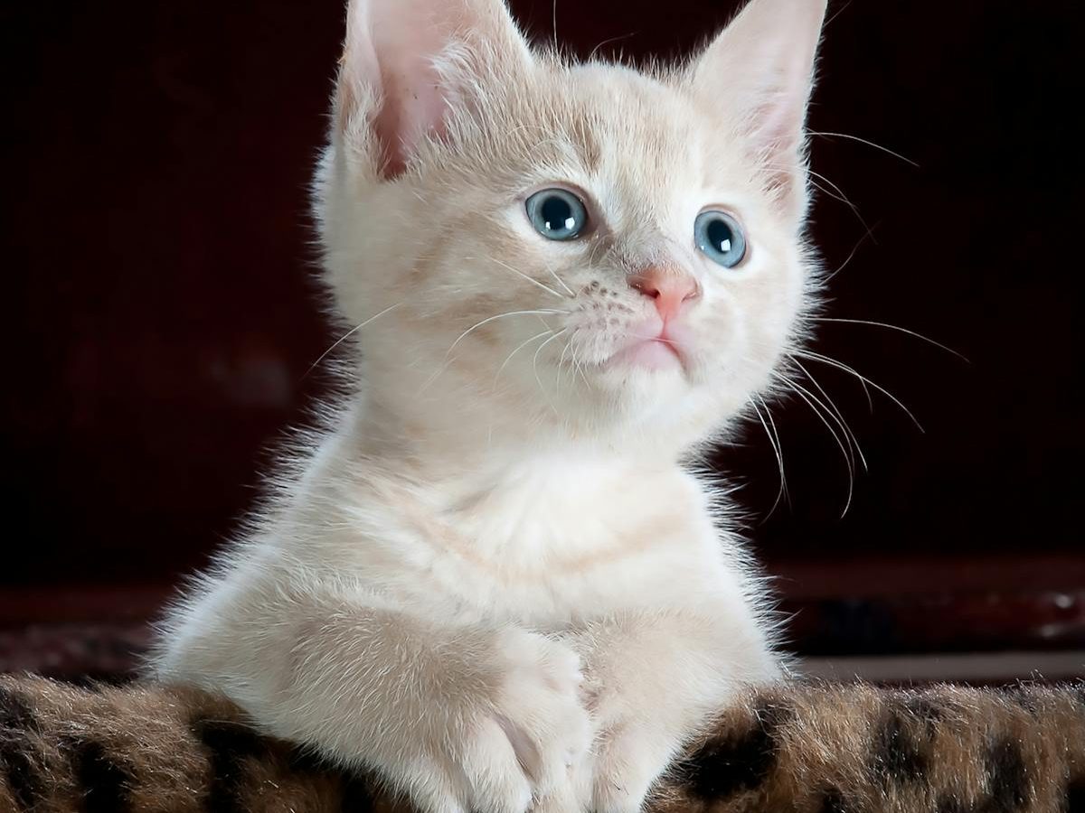 Cat & Small Dog — 1:1 Plush Replica