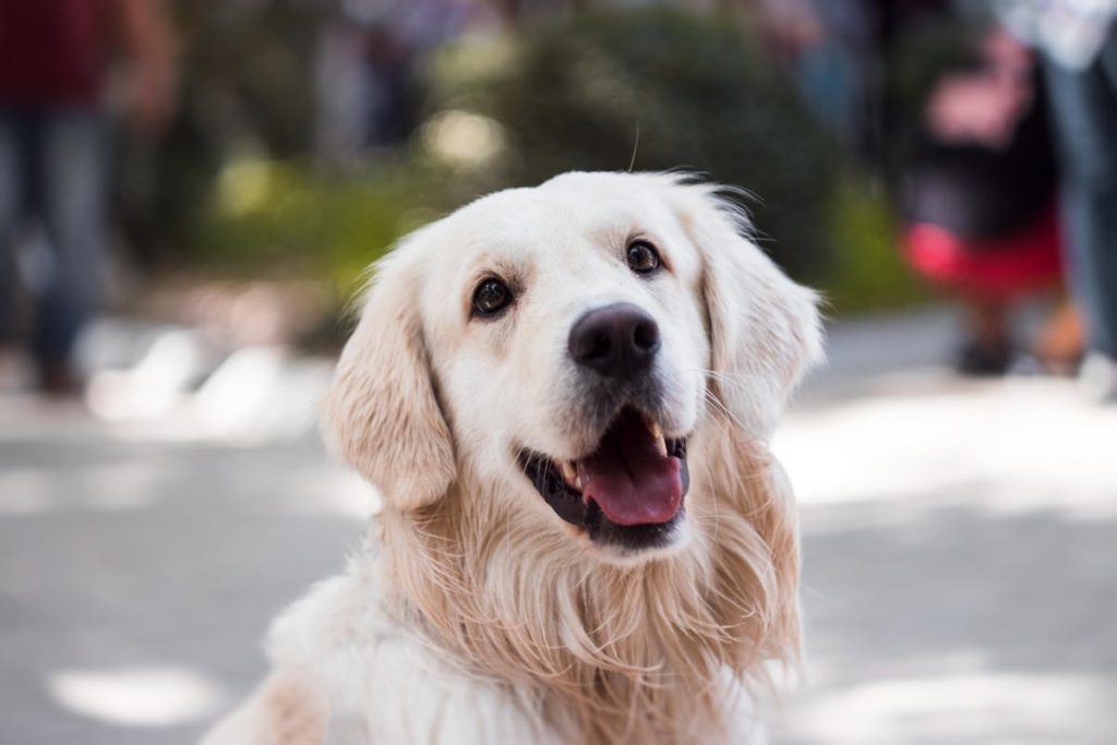 Large companion pet