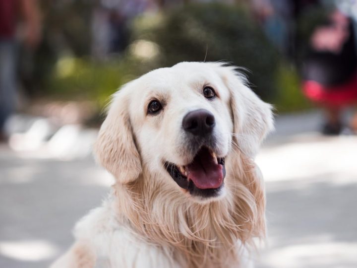Large companion pet
