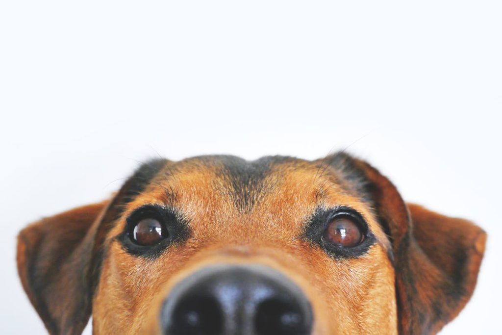 Small companion pet