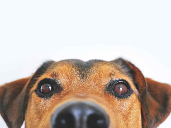 Small companion pet